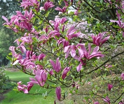 [90MA0126] MAGNOLIA SOULANGEANA 18/20 BALOT