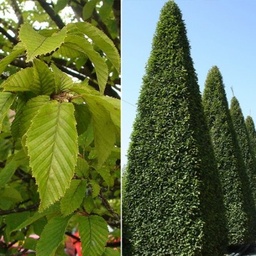 [90CA0065] Carpinus Betulus Frans Fontaine250/300  C30l Carpen