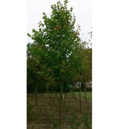 [90TI0023] TILIA  TOMENTOSA ARGENTEA SZELESTE 10/12 C35 L TEI
