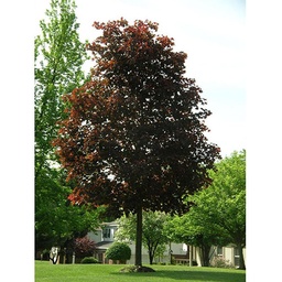 [90AC0119] ACER PLATANOIDES 'CRIMSON QUEEN' 70/80 C35L