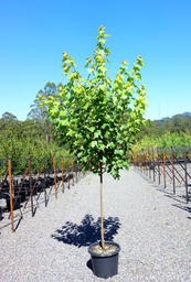 [90AC0121] ACER RUBRUM 'OCTOBER GLORY' 12/14  C35L