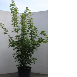 [90AC0121] ACER RUBRUM OCTOBER GLORY 12/14  C35 L