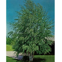 [90BE0091] BETULA PENDULA C. 500/+ 3/4 MESTEACAN