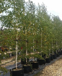 [90BE0121] BETULA PENDULA ALBA C160 L 25/30  MESTEACAN