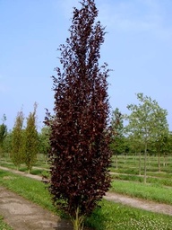 [90FA0019] FAGUS SYLV. DAWYCK  PURPLE  FASTIGIATA C240 400/450 FAG