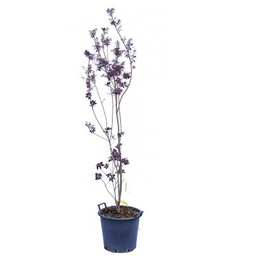 [90CO0023] COTINUS COGG. ROYAL C18 150/+