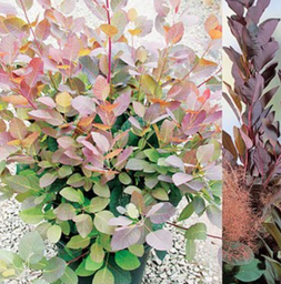 [90CO0031] COTINUS COGG. GRACE MULTISTEM H120/150 9 CLT