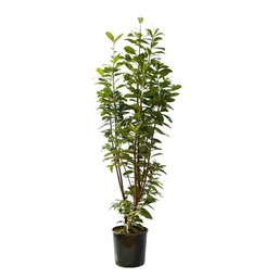[90PR0019] PRUNUS LAUROCERASUS NOVITA  60/100