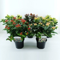[90HY0008] Hydrangea petiolaris alb P26 H100