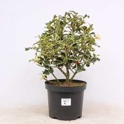 [90IL0003] ILEX "ARGENTEOMARGINATA GLOBUS" C25 40/50