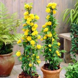 [90KE0001] Kerria japonica Clt 2-3