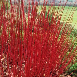 [90CO0027] CORNUS ALBA SIBIRICA 60/100 C10L