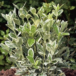[90EU0026] EUONYMUS FORTUNEI EMERALD'N GOLD/GAIETY P17 H75