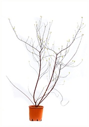 [90CO0038] CORNUS ALBA MIX C3L