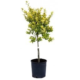 [90EU0019] Euonimus Jap. Elegantissima aurea 1/4 st c15 l