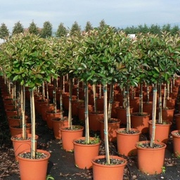 [90PH0020] PHOTINIA FRASERI RED ROBIN C15 40/50  1/2 ST