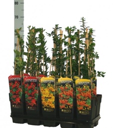 [90PY0007] PYRACANTHA COCCINEA RED COLUMN C3