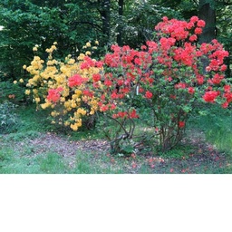 [90AZ0012] Azalea mollis  h 70 cm  C10 L