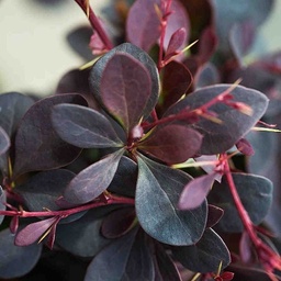 [90BE0035] Berberis Thunbergii Atropurpurea 60/80 C3l Dracila
