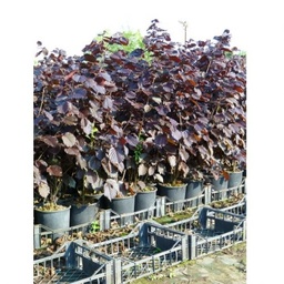 [90CO0043] CORYLUS MAXIMA PURPUREA C15 125/150 ALUN