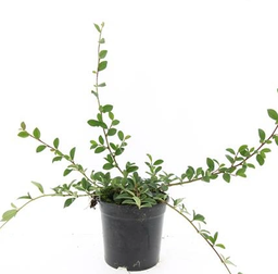 [90CO0036] COTONEASTER  DAMMERII C3L 30/40