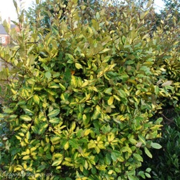 [90EL0008] Eleagnus ebbingei 80/100  c15l