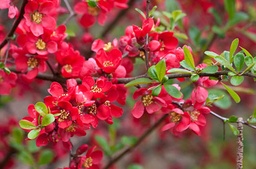 [90CH0020] CHAENOMELES JAPONICA C3 GUTUI JAPONEZ