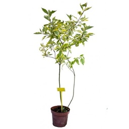 [90CO0012] CORNUS ALBA ELEGANTISSIMA C3 60/+