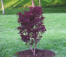 [90CO0014] Cotinus coggyrgria C3