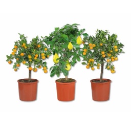 [90CI0025] CITRUS MIX C18 6/8 1/4St