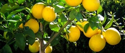 [90CI0016] CITRUS LIMONUM EXTRA 60/80 LAMAI