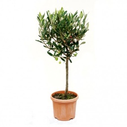[90OL0005] OLEA EUROPAEA FORMA TOSCANA 20/25 C160L  MASLIN