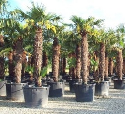 [90CH0077] CHAMAEROPS EXCELSA C160 180/200 PALMIERUL EVANTAI