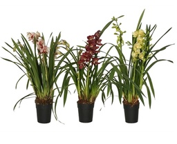 [90CY0013] CYMBIDIUM MIX P14 H85 ORHIDEE