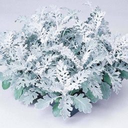 [90SE0014] CINERARIA P11
