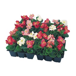 [90BE0102] BEGONIA  SEMPERFLORENS P9 H15
