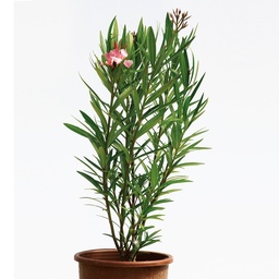 [90NE0023] NERIUM OLEANDER C10-12 80/100 LEANDRU