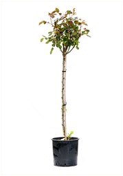 [90RO0023] ROSA PC12 1/2ST TRANDAFIR