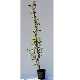 [90RO0006] ROSES RAMPICANTI C10 100/150 TRANDAFIR CATARATOR