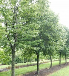 [90CA0049] CARPINUS BETULUS 20/25 C110 CARPEN