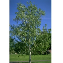 [90BE0018] BETULA UTILIS C35 10\12 MESTEACAN