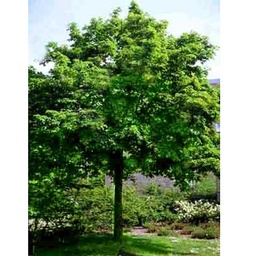 [90AC0076] ACER PSEUDOPLATANUS 18/20 BALOT