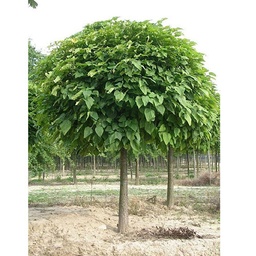 [90CA0091] CATALPA BIGNONIOIDES NANA  8/10  BALOT FASOLE INDIANA