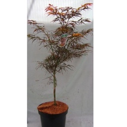[90AC0035] ACER PALM. DISS INABA SHIDARE 100/120 12/14 C35L  ARTAR JAPONEZ