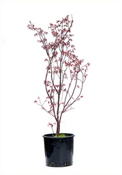 [90AC0019] ACER PSEUDOPLATANUS 10/12 BALOT  ARTAR