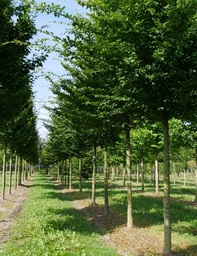 [90CA0060] Carpinus Betulus FASTIGIATA 400/450 C160L
