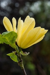 [90MA0005] MAGNOLIA GOLD RIVER C35 175/200 MAGNOLIA GALBENA