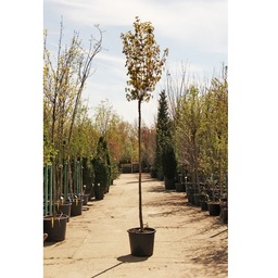 [90AC0058] Acer Rubrum 10/12 C35L