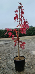 [90AC0058] Acer rubrum 10/12 C35L