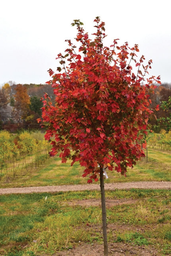 [90AC0172] ACER RUBRUM OCTOBER GLORY 80/10 C30L